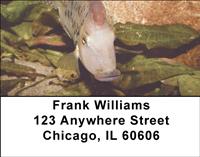 Redhead Cichlid Address Labels