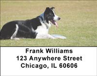 Border Collies At Play Address Labels