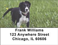 Border Collies At Play Address Labels