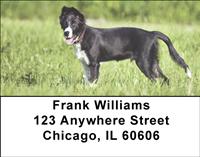 Border Collies At Play Address Labels