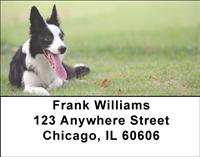 Border Collies At Play Address Labels