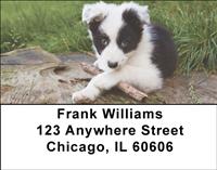 Border Collie Puppies Address Labels