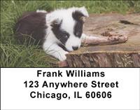 Border Collie Puppies Address Labels