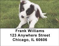Border Collie Puppies Address Labels