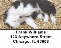 Border Collie Puppies Address Labels