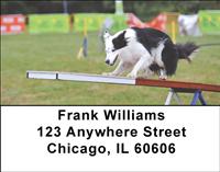 Agile Border Collies Address Labels