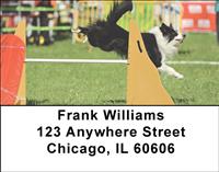 Agile Border Collies Address Labels