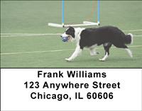 Playful Border Collies Address Labels
