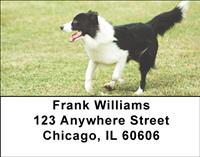 Playful Border Collies Address Labels