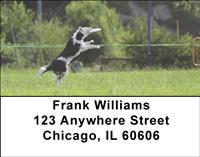 Playful Border Collies Address Labels