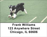 Playful Border Collies Address Labels