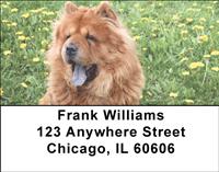 Chow Chow On The Grass Address Labels