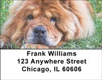 Chow Chow On The Grass Address Labels