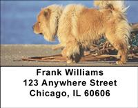 Chow Chow On The Move Address Labels