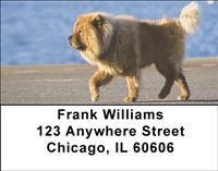Chow Chow On The Move Address Labels