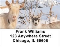 Goats In The Snow Address Labels