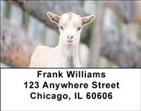 Kid Goats Address Labels