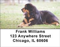 Tibetan Mastiff Address Labels