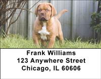 French Mastiff Pups Address Labels