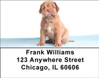 French Mastiff Pups Address Labels