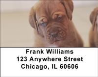 French Mastiff Pups Address Labels