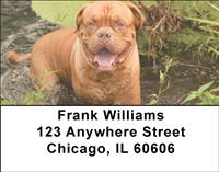 French Mastiff Address Labels