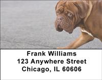 French Mastiff Address Labels