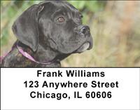 Cane Corso Address Labels