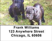 Cane Corso Address Labels