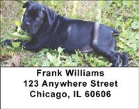 Cane Corso Address Labels