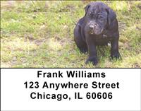 Cane Corso Address Labels