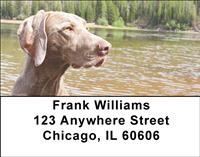 Weimaraner At The Lake Address Labels