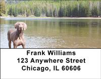 Weimaraner At The Lake Address Labels