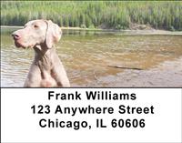 Weimaraner At The Lake Address Labels