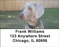 Classic Weimaraners Address Labels