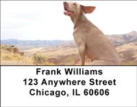 Classic Weimaraners Address Labels
