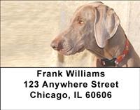 Classic Weimaraners Address Labels