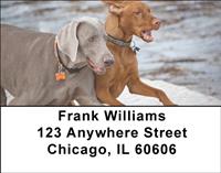 Classic Weimaraners Address Labels