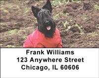Cute Scotties Address Labels