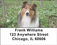 Lovely Shelties Address Labels