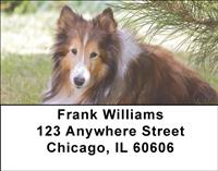 Lovely Shelties Address Labels