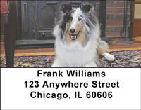 Motley Sheltie Address Labels