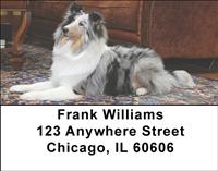 Motley Sheltie Address Labels