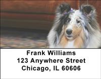 Motley Sheltie Address Labels