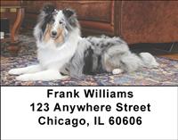 Motley Sheltie Address Labels