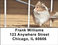 Agile Shelties Address Labels
