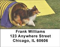 Agile Shelties Address Labels