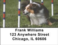 Agile Shelties Address Labels