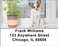 Posing Papillons Address Labels