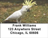 Cockatoos Address Labels